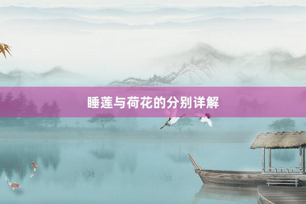 睡莲与荷花的分别详解