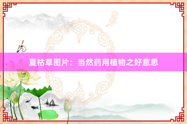 夏枯草图片：当然药用植物之好意思